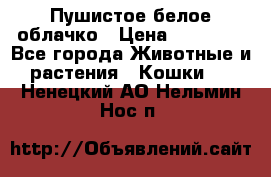 Пушистое белое облачко › Цена ­ 25 000 - Все города Животные и растения » Кошки   . Ненецкий АО,Нельмин Нос п.